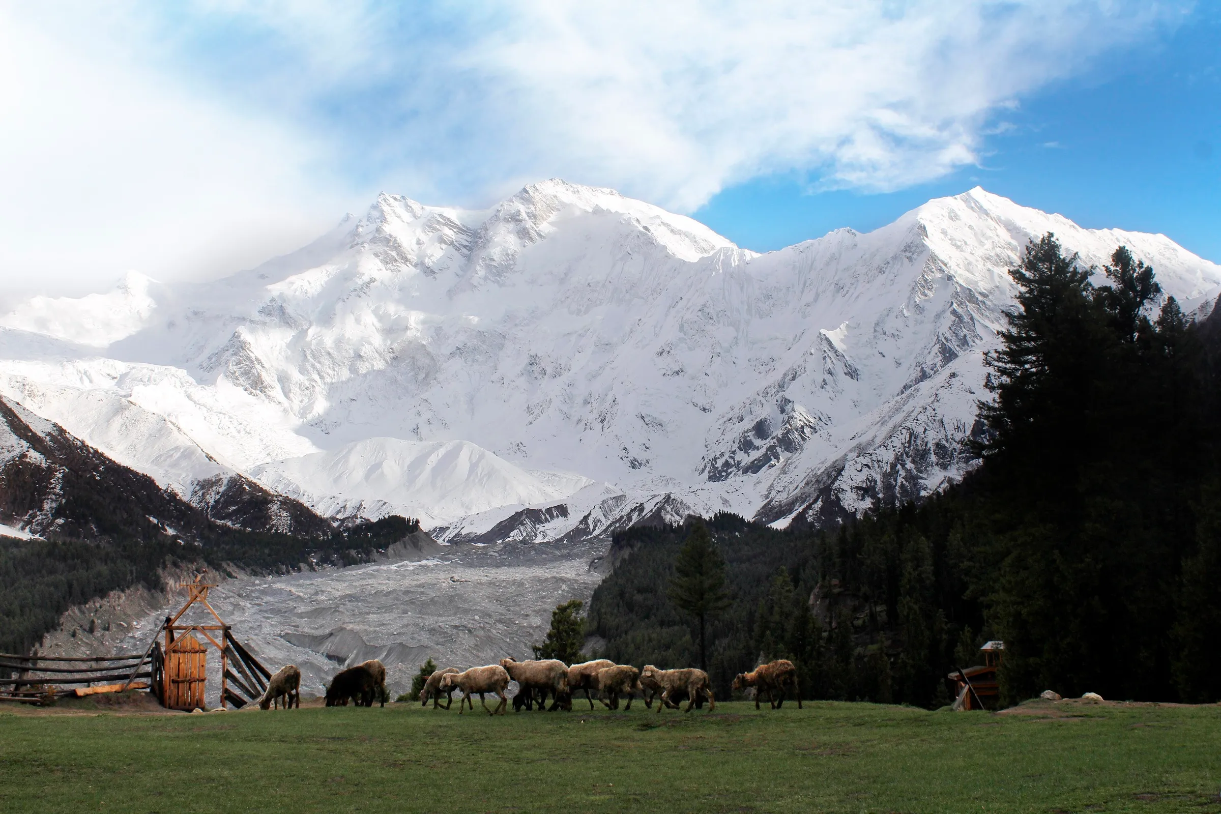Nanga Parbat above the meadows at Fairy Meadows